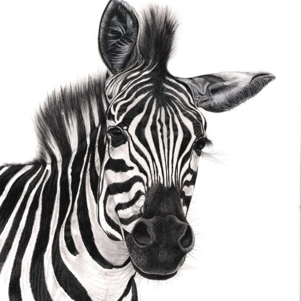Zebra Portrait