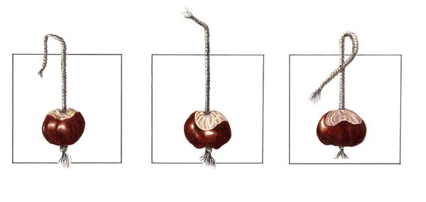 Trio of Conkers