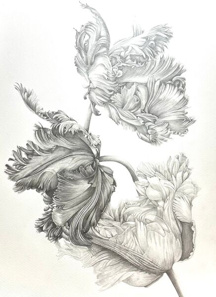 Parrot Tulips in Graphite