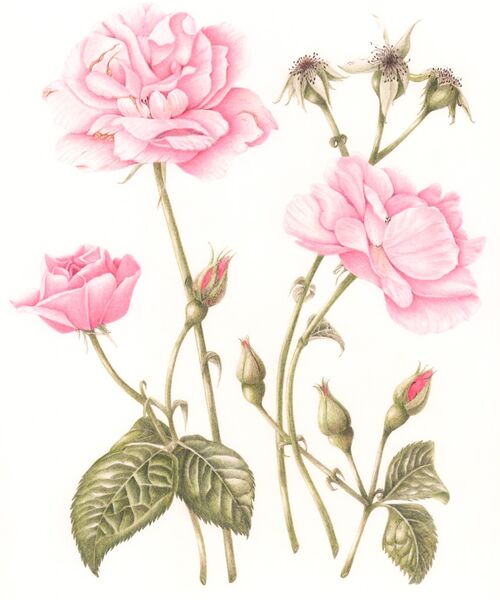 Delicate Pink Roses