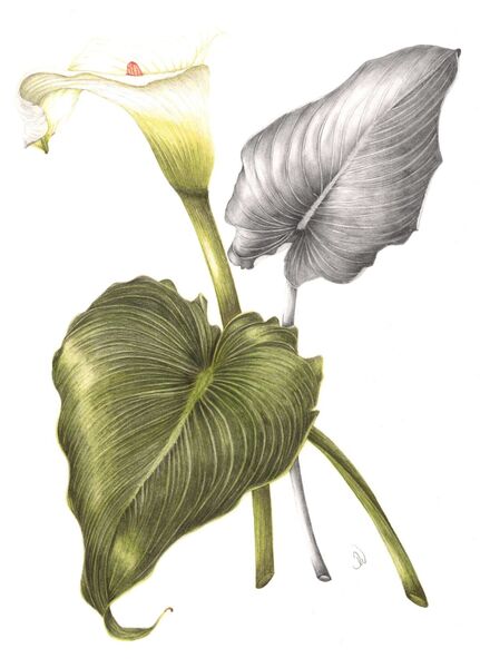 Arum Lily Illustration