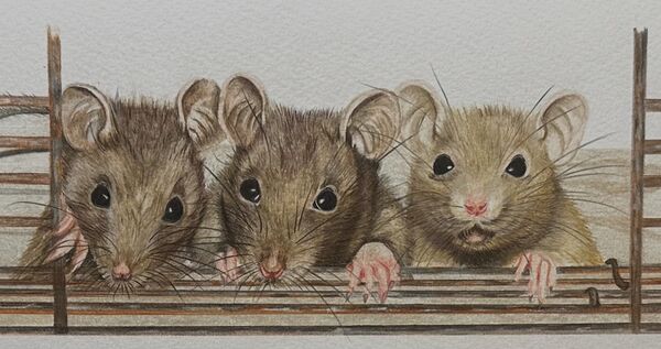 Mouse Trio
