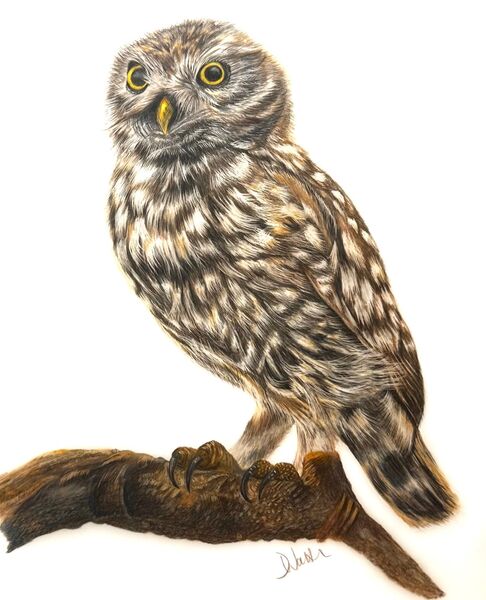 Little Owl