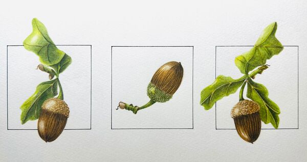 Acorns