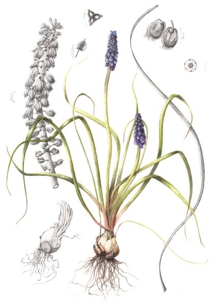 Muscari Botanical Illustration