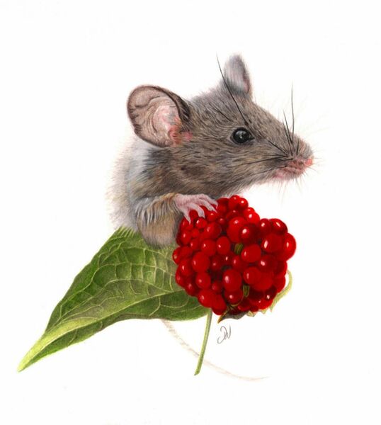 Giant Berry Mouse