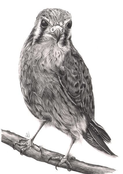 American Kestrel