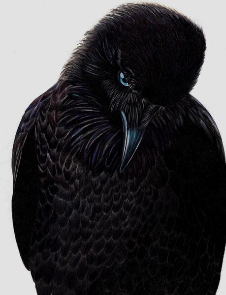 Raven Portrait