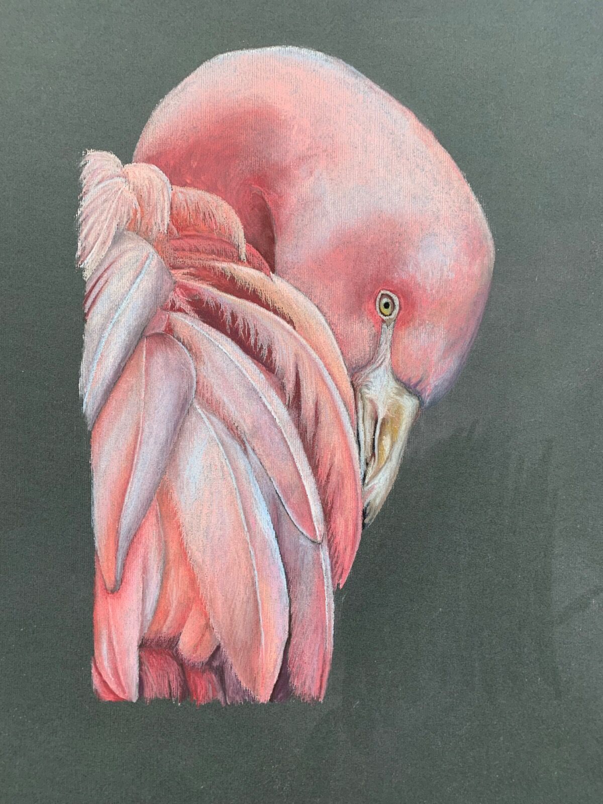 Pretty Flamingo