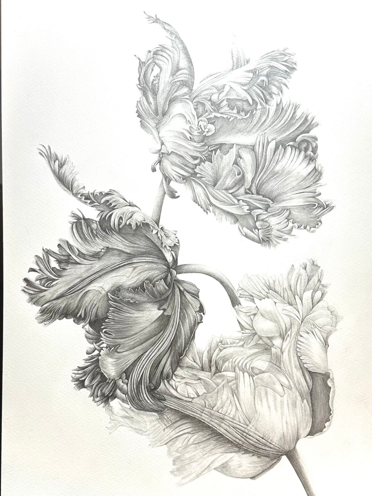 Parrot Tulips in Graphite