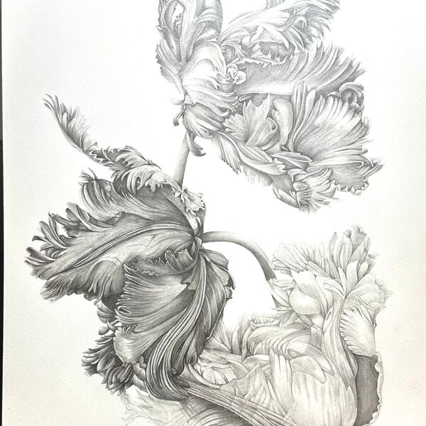 Parrot Tulips in Graphite