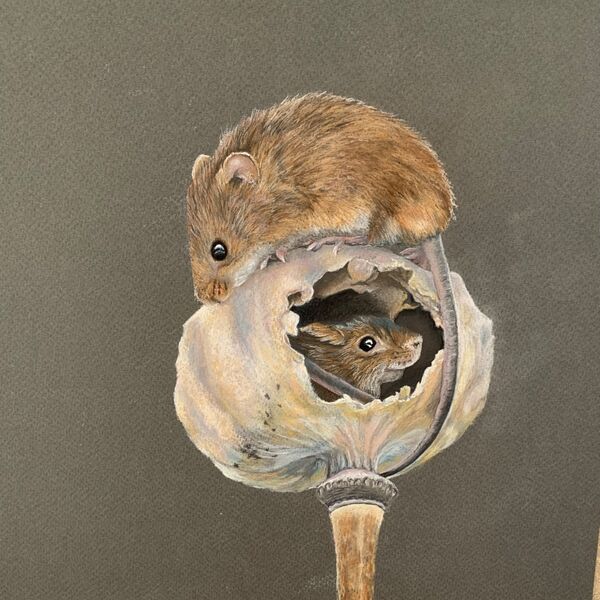 Harvest Mice