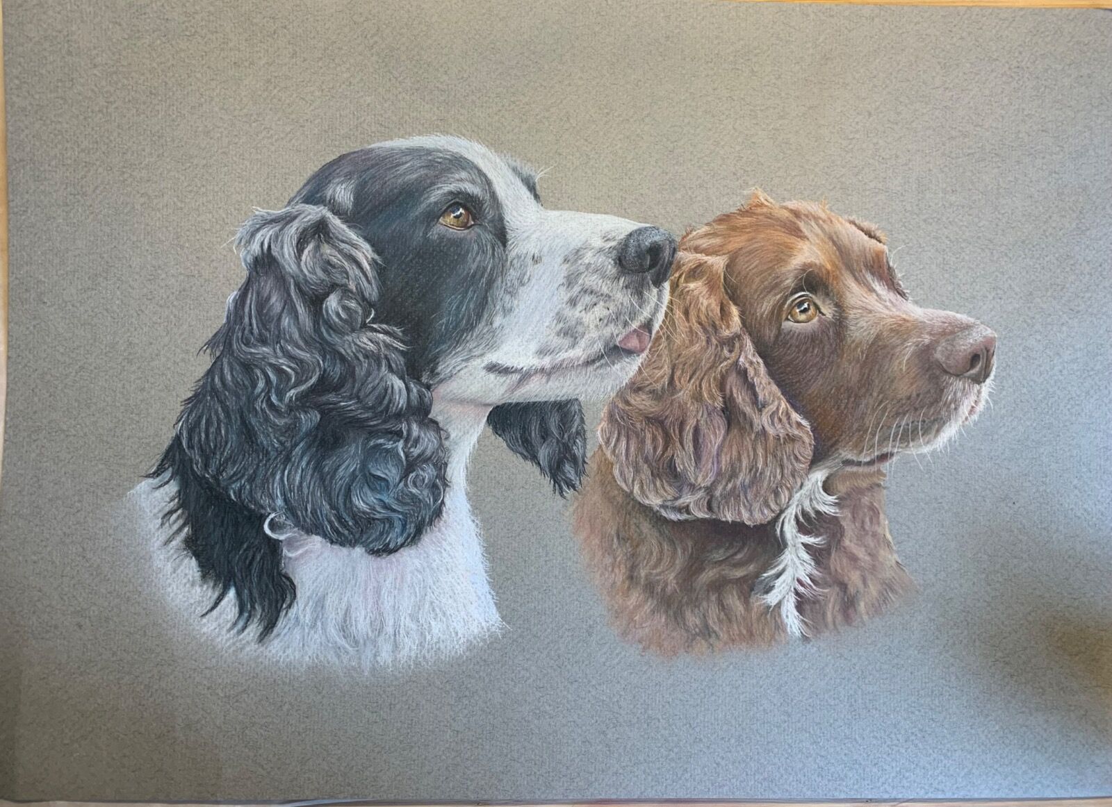 Two Spaniels
