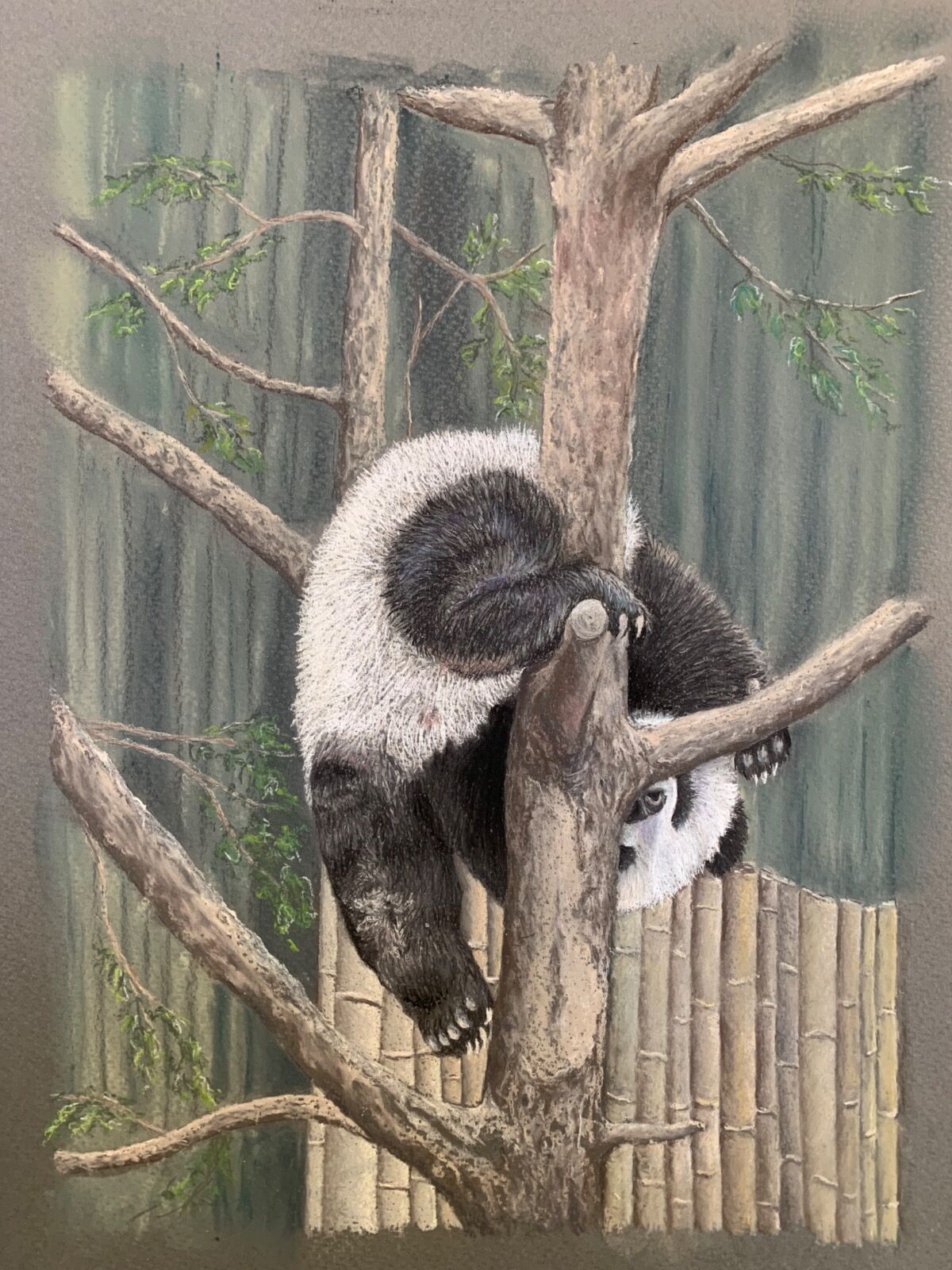 Peeking Panda