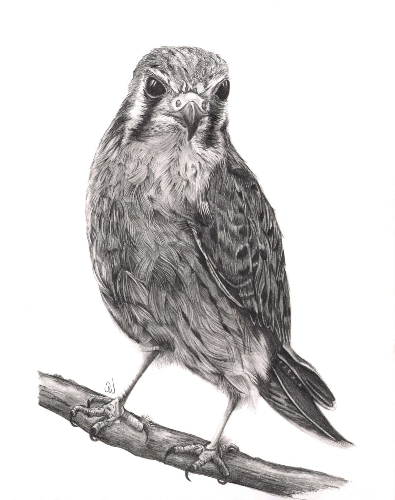 American Kestrel