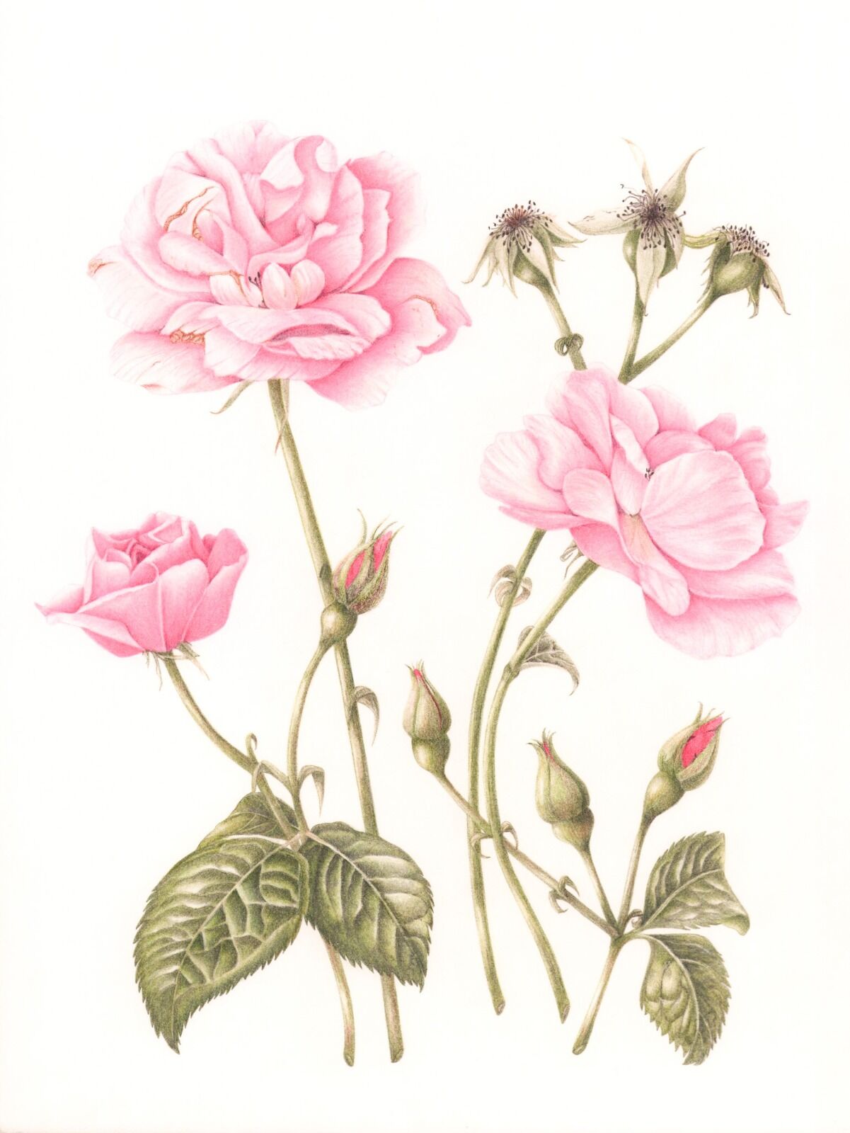 Delicate Pink Roses
