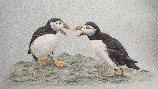 Where's my sand eels?