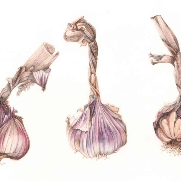 Garlic Trio