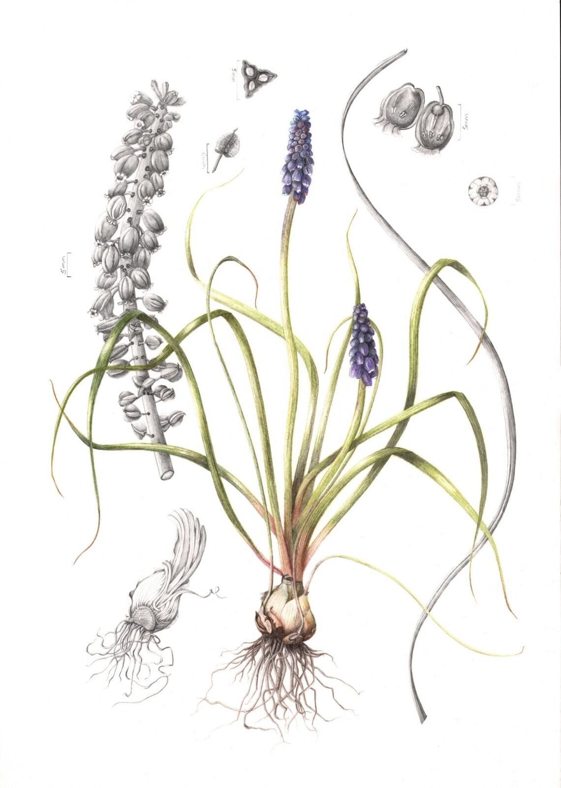 Muscari Botanical Illustration