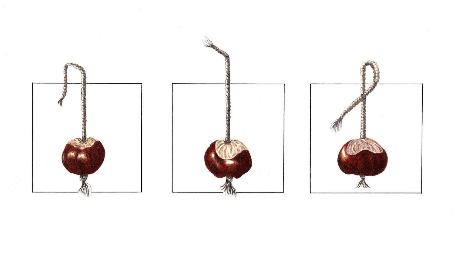 Trio of Conkers