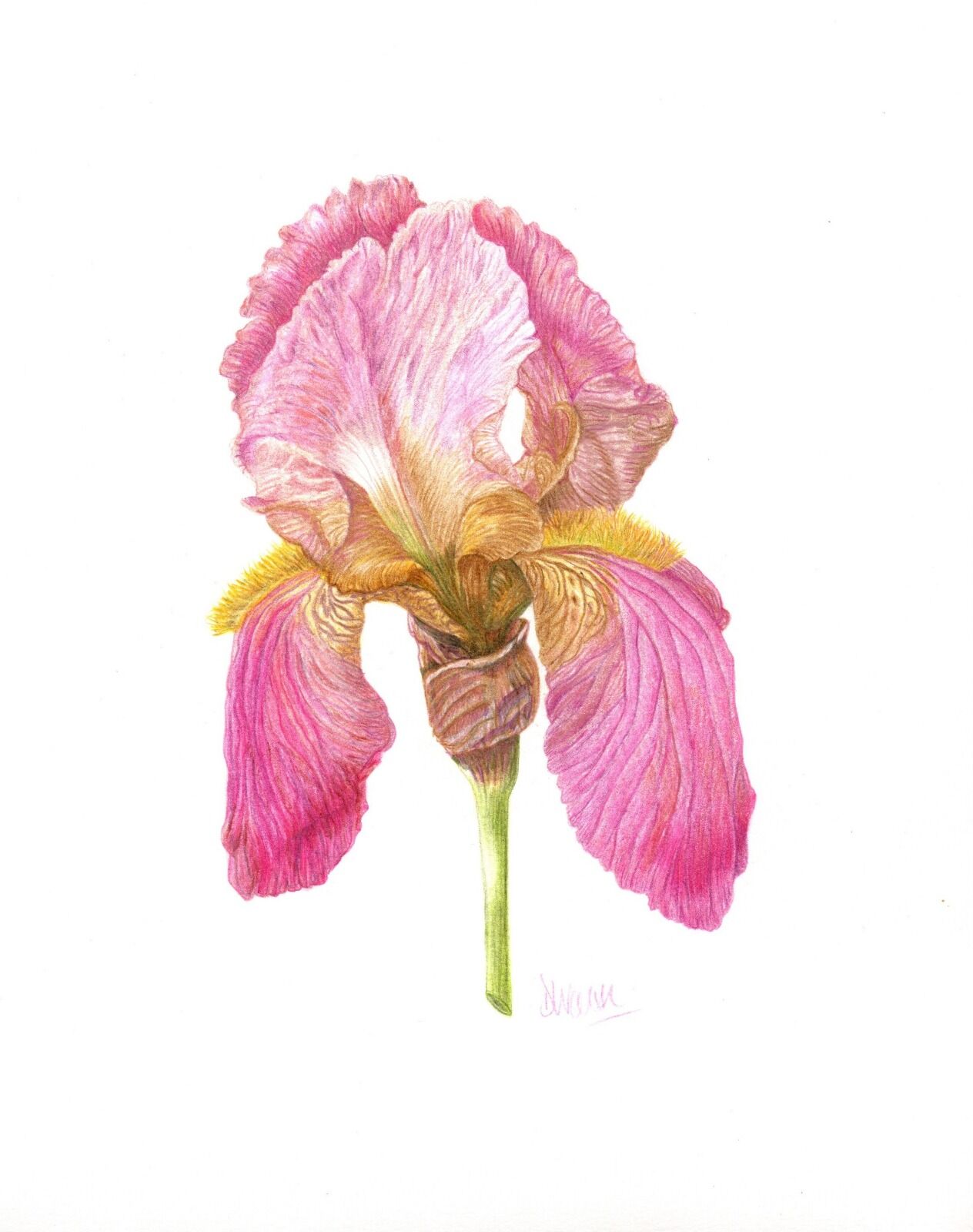Pink Iris Illustration