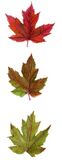 Set of Notelets with watercolour painting of New England Leaves