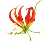 Fiona's Favourites Personalised Correspondence Cards with an image of a watercolour of A Flame Lily