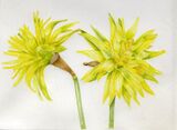Narcissus Rip van Winkle
