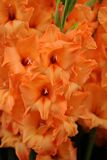Vibrant Prince of Orange Gladioli