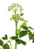 Angelica painting in watercolour