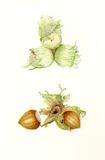 Hazelnuts Personalised Christmas cards with an image of Hazelnuts in watercolour