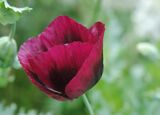 Dramatic Dark Poppy