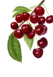 Greetings Card of Cherries