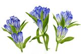 Gentian Personalised Correspondence Cards with an image of a watercolour Gentian
