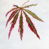 Acer Garnet