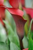 Zantedeschia Red Charm