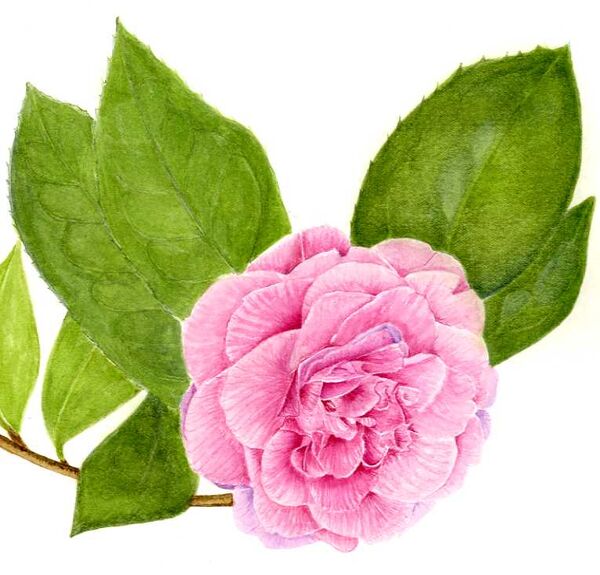 Watercolour painting of pink Camellia