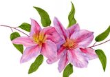 Set of Notelets with watercolour painting of Pink Clematis Vickie