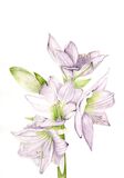White Amaryllis Personalised Christmas cards with an image of a White Amaryllis in watercolour
