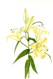 Yellow Lily