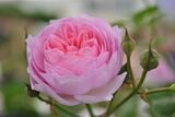 Rose Ancient Mariner
