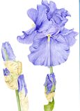 Greetings Card of pale blue Iris