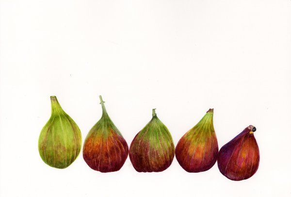 Figs from the french market