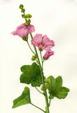 Pink Hollyhock