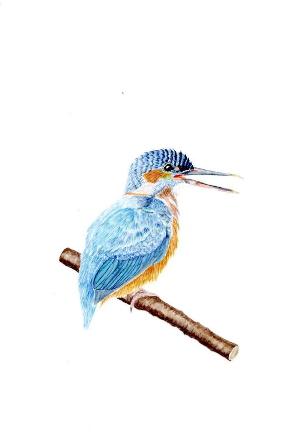 Kingfisher