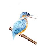 Kingfisher Greetings Card