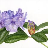 Greetings Card with image of a blue Rhododendron