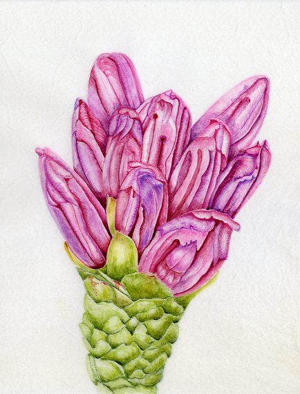Rododendron Grande bud