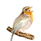 Robin Personalised Christmas cards with an image of a Robin in watercolour