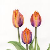 Greetings Card of Apricot Tulips
